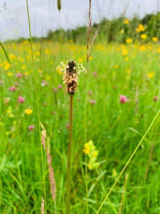 Orchard haymeadow wildflowers